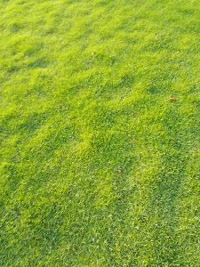 Natural Carpet Lawn Grass