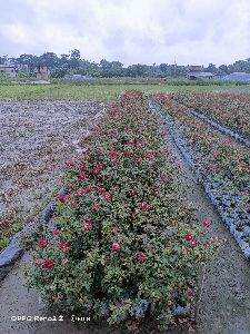 Indian Rose Plants
