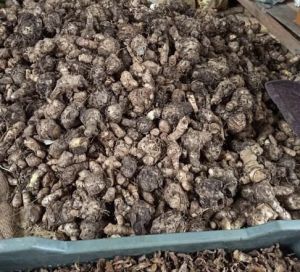 Black Turmeric