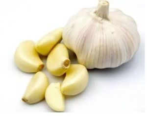 Fresh Garlic