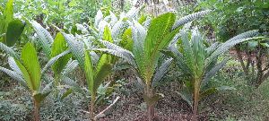 Coconut Sapling