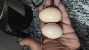 Brown (desi) egg