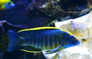 african cichlids