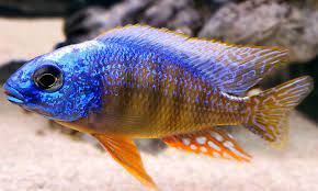 Malawi Cichlids