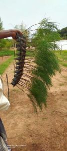 casuarina plants