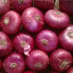 Onion