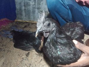 kadaknath chick