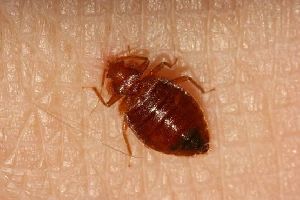 bed bug pest control services