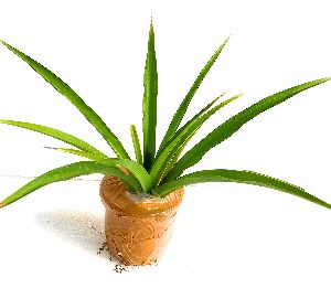 ROOKHRAJ PAUDHSHALA Chlorophytum Borivilianum Plant, Safed Musli Live Plant
