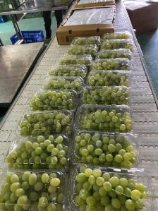 Fresh Grapes