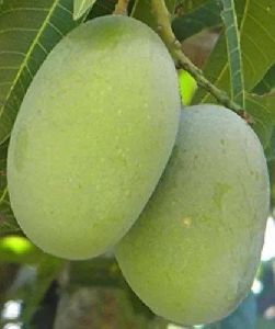 Langra Mango Plant