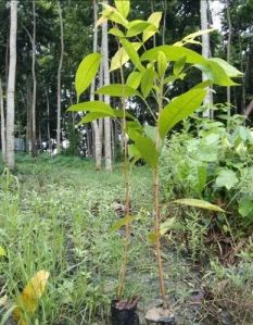 Mahogany Plant