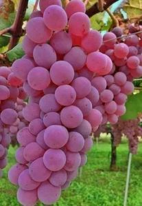 Red Grapes Plant