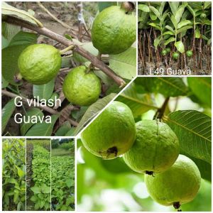 Lalit Guava Plant