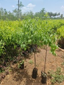 White Sandalwood Plant