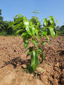 Mahogany Plant