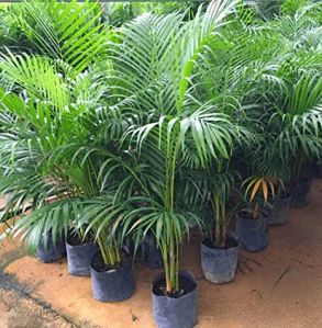 Areca Palm Tree