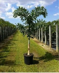 Foxtail Palm Tree