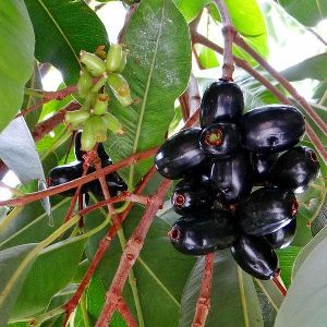 jamun plant