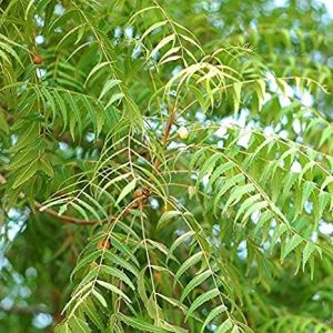 Neem Tree