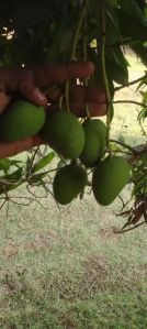 Banginapalli - grown on Organic fertilizers ,jeevamrutham