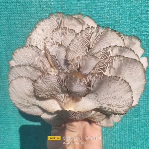 Dry oyaster mashroom supply