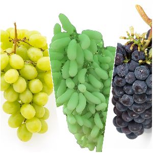 Export Quality Fresh Grapes