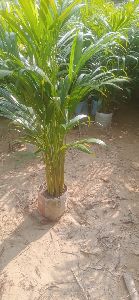 Areca palm 10/10 bag pot 15 sticks