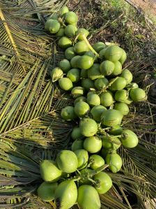 Green Coconut