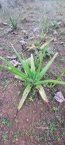 Aloe Vera Leaves