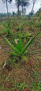 Aloe vera organically grown