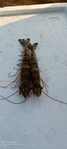 Black Tiger Prawns