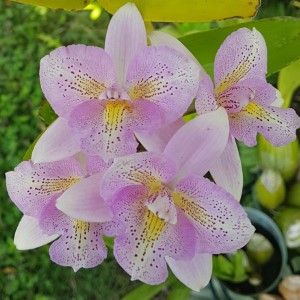 Cattleya Orchid Plants