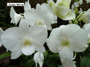 Dendrobium Orchid Plants