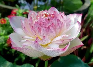 Lotus Tuber