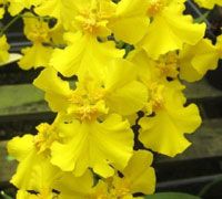 Oncidium Orchid Plants