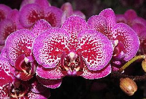 Phalaenopsis Orchid Plants