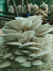 Oyster Mushroom