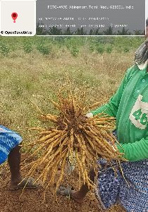 Shatavari Root