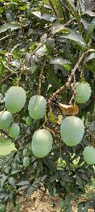 Mango Fruit