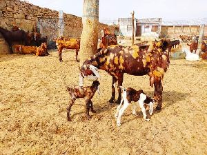 Both Sirohi Goat Kids