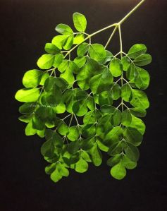 Moringa Oleifera Leaves