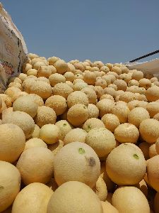 muskmelon