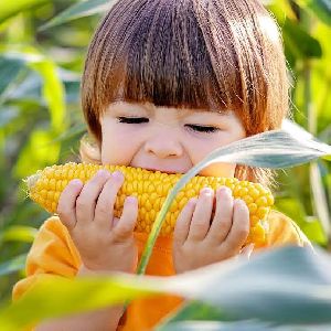 Maize Cattle Feed