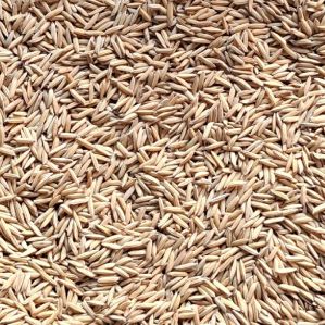 Basmati PR126 Paddy Seeds