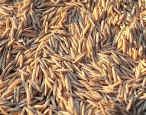 Pusa Basmati 1509 Paddy Seeds