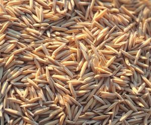 Pusa Basmati 1692 Paddy Seed