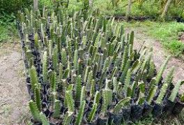 Dragon fruits plants