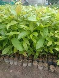 MAHAGUNY PLANTS