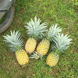 Fresh Pineapple